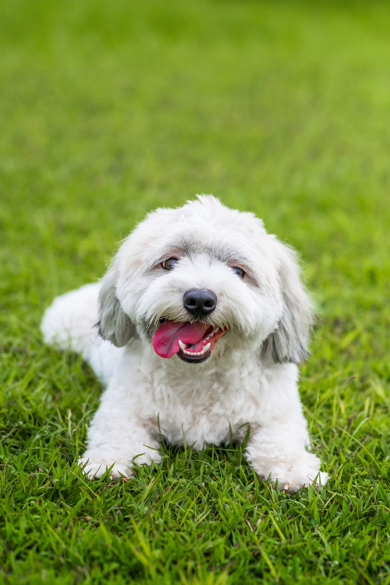 Saga humane Rådne Hvilke vitaminer har din hund behov for? | Fodring af hunden | Pedigree